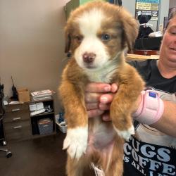Shelter Stray Male Dog last seen , 3428 S Jenkins Ave, Norman, OK 73072, USA