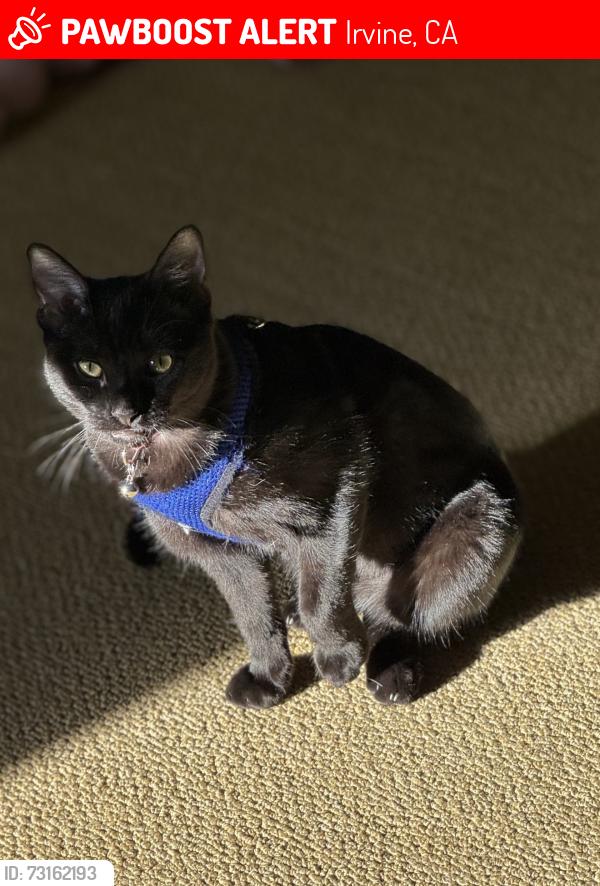 Lost Female Cat last seen Culver and Meadowood, Irvine, CA 92620