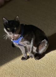 Lost Female Cat last seen Culver and Meadowood, Irvine, CA 92620