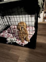 Found/Stray Female Dog last seen 169th street jamaica, Queens, NY 11432