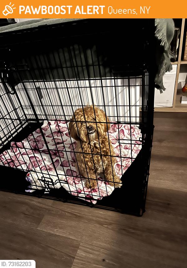 Found/Stray Female Dog last seen 169th street jamaica, Queens, NY 11432