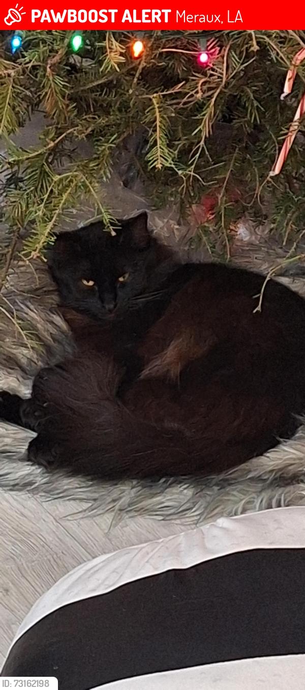Lost Female Cat last seen St Marie and Florida Ave, Meraux, LA 70075