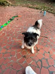 Lost Female Dog last seen James River (John Deere), Asheboro, NC 27203