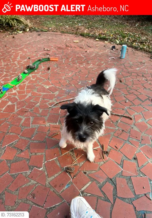 Lost Female Dog last seen James River (John Deere), Asheboro, NC 27203