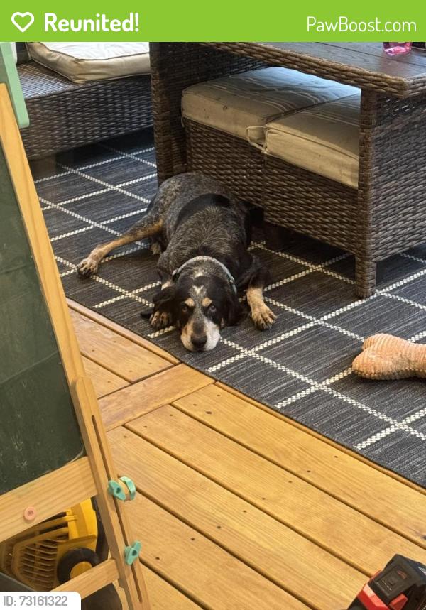 Reunited Male Dog last seen Kelly Rd and 15-501, Carthage NC, Carthage, NC 28327