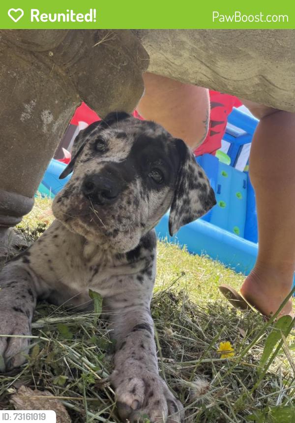Reunited Female Dog last seen Starbuck rd and mercy way, Rescue, CA 95672