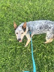 Reunited Male Dog last seen Across the street from Osage trading post, Pawhuska, OK 74056