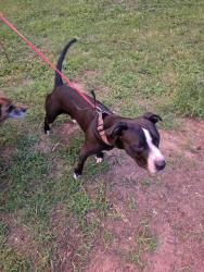 Found/Stray Male Dog last seen Frontage Rd, Greer, SC 29651