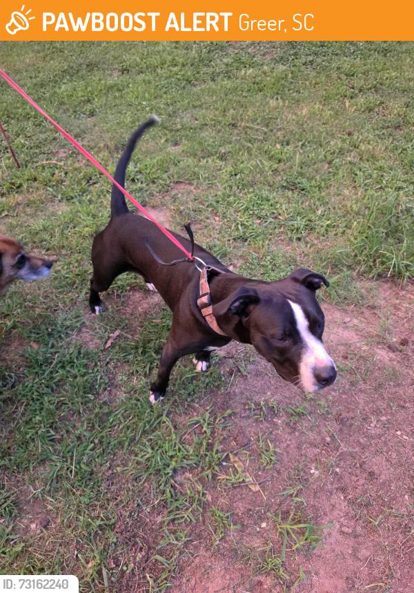 Found/Stray Male Dog last seen Frontage Rd, Greer, SC 29651