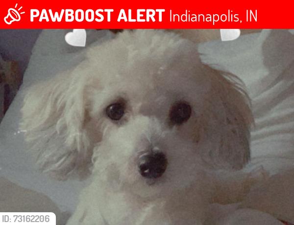 Lost Female Dog last seen Near E Tabor St., Indianapolis, IN 46203