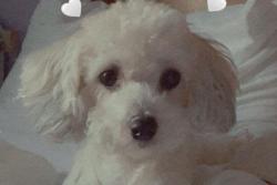 Lost Female Dog last seen Near E Tabor St., Indianapolis, IN 46203