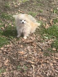 Lost Female Dog last seen monessen and landson, Memphis, TN 38128