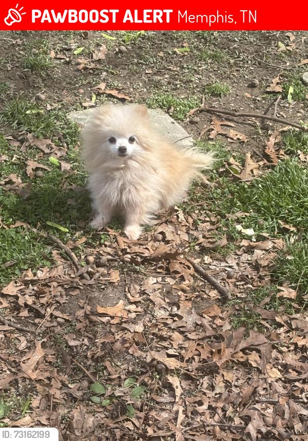 Lost Female Dog last seen monessen and landson, Memphis, TN 38128