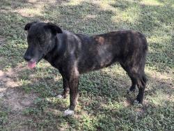 Found/Stray Female Dog last seen Cameron Park Waco Texas, Waco, TX 76708