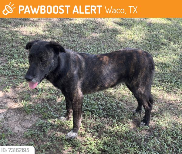 Found/Stray Female Dog last seen Cameron Park Waco Texas, Waco, TX 76708