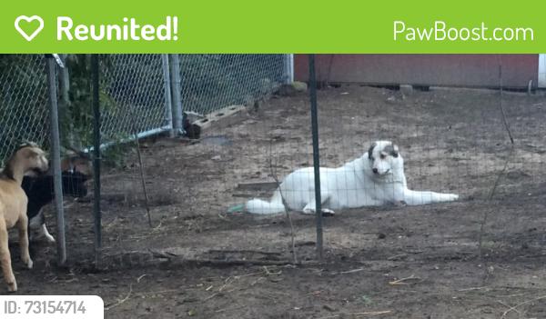 Reunited Female Dog last seen Joann Street & Grange Hall Road, Fenton, MI 48430