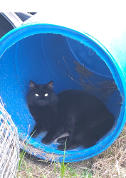 Lost Female Cat last seen Bumpus Mill Rd Oak Grove, Ky, Oak Grove, KY 42262