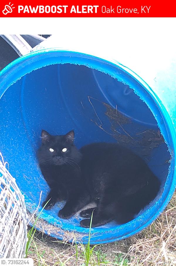 Lost Female Cat last seen Bumpus Mill Rd Oak Grove, Ky, Oak Grove, KY 42262