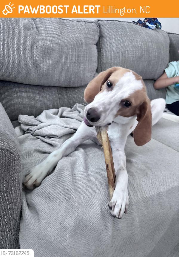 Found/Stray Male Dog last seen Powell farm rd., Lillington, NC 27546