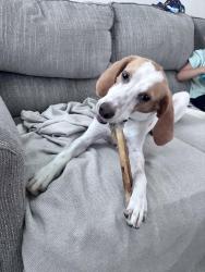 Found/Stray Male Dog last seen Powell farm rd., Lillington, NC 27546