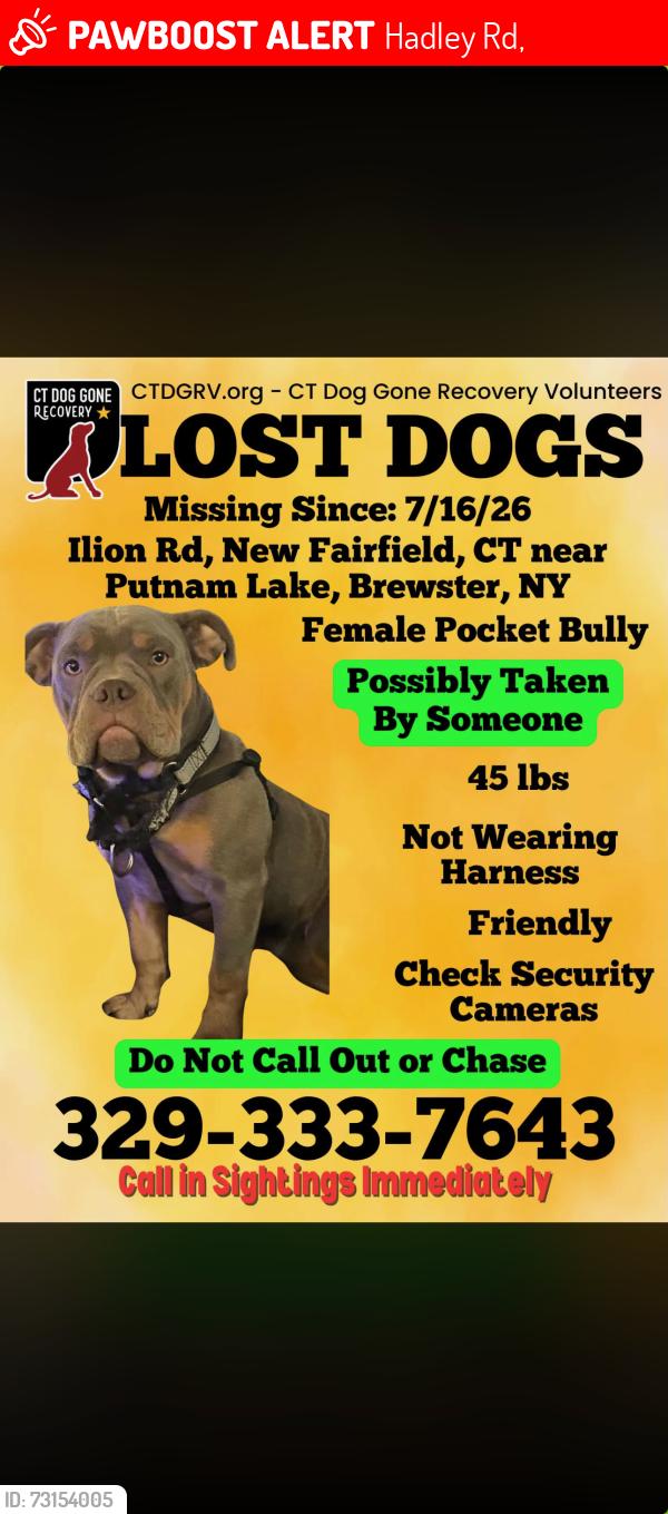 Lost Female Dog last seen Illion rd new Fairfield, Hadley Rd,  06812