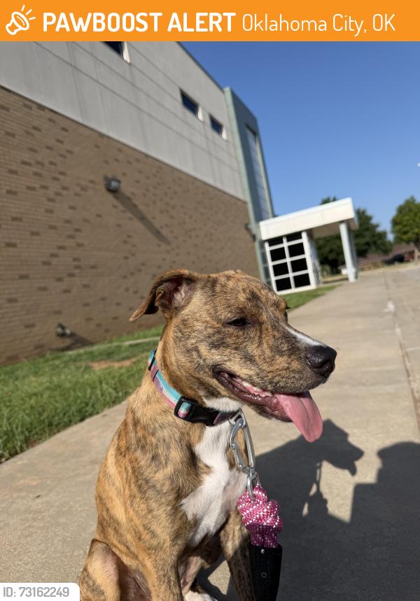 Found/Stray Female Dog last seen 4th street and Sunnylane, Oklahoma City, OK 73117