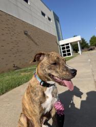 Found/Stray Female Dog last seen 4th street and Sunnylane, Oklahoma City, OK 73117