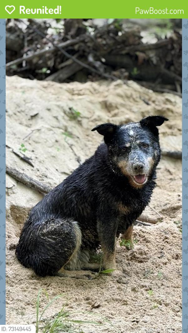 Reunited Female Dog last seen Close to highway 111 , Marbury, AL 36051, Marbury, AL 36022