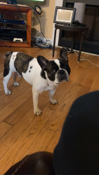 Lost Male Dog last seen N Shelby Lane, Douglasville, GA 30135