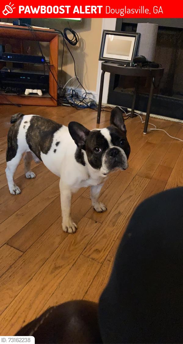 Lost Male Dog last seen N Shelby Lane, Douglasville, GA 30135