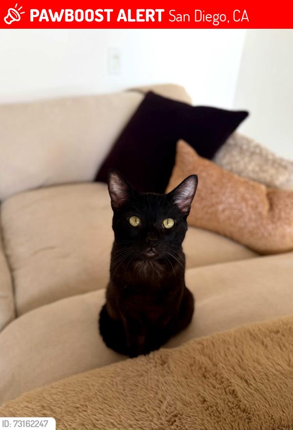 Lost Male Cat last seen Exchange Place, San Diego, CA 92037