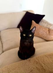 Lost Male Cat last seen Exchange Place, San Diego, CA 92037