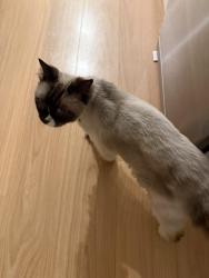 Reunited Male Cat last seen the cycle/walking path between Teague Cres and Holzer Cres in Braybrook., Braybrook, VIC 3019