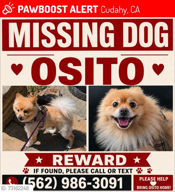 Lost Male Dog last seen Live oak st , Cudahy CA 90201, Cudahy, CA 90201