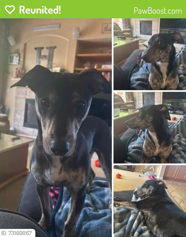 Reunited Male Dog last seen Union Ridge Road, Placerville, CA 95667