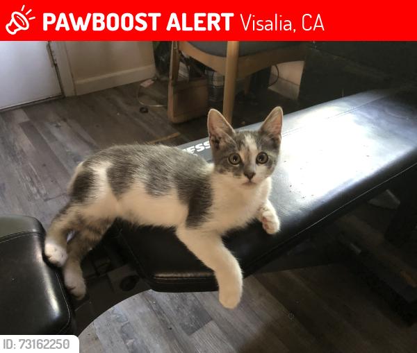 Lost Male Cat last seen Near W Walnut Ave apt D, Visalia, CA 93277