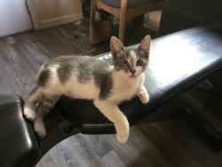 Lost Male Cat last seen Near W Walnut Ave apt D, Visalia, CA 93277
