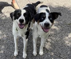 Found/Stray Male Dog last seen Kaliste Saloom, Lafayette, LA 70508