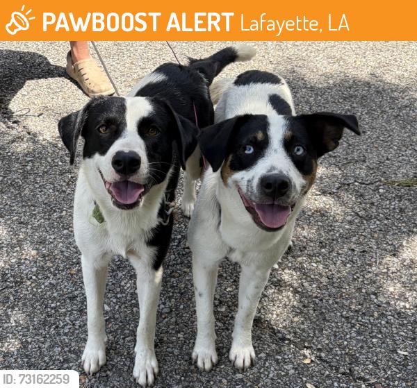 Found/Stray Male Dog last seen Kaliste Saloom, Lafayette, LA 70508