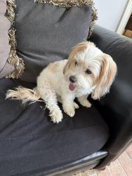 Found/Stray Female Dog last seen Kensington Grove, Greenwood, IN 46143