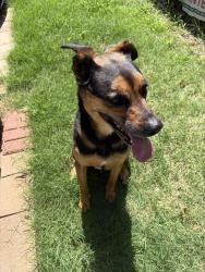 Found/Stray Female Dog last seen South of Main st. On Bouziden, Moore, OK 73160