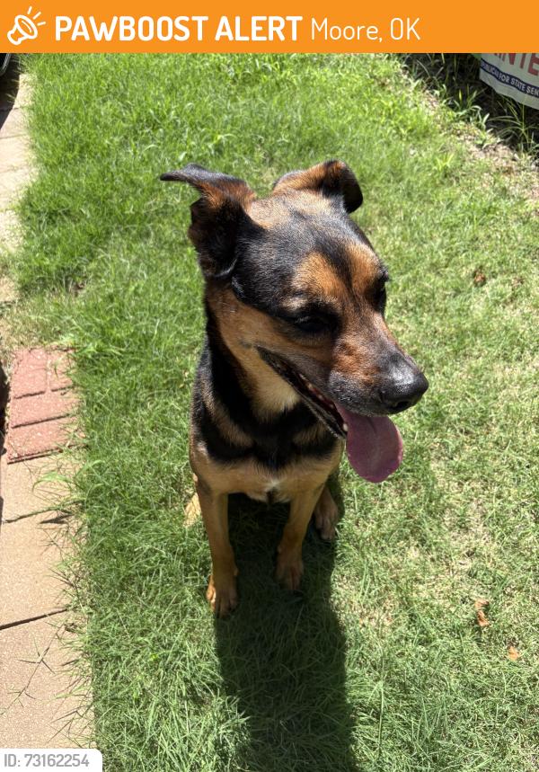 Found/Stray Female Dog last seen South of Main st. On Bouziden, Moore, OK 73160