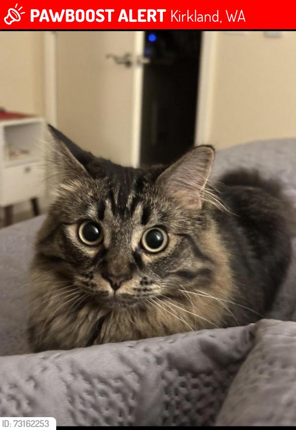 Lost Female Cat last seen 87th Pl NE, Kirkland/ Finn Hill area, Kirkland, WA 98034