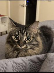 Lost Female Cat last seen 87th Pl NE, Kirkland/ Finn Hill area, Kirkland, WA 98034