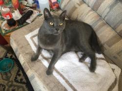 Lost Male Cat last seen San Pedro and Eastern Avenue, SE, Albuquerque, NM 87108