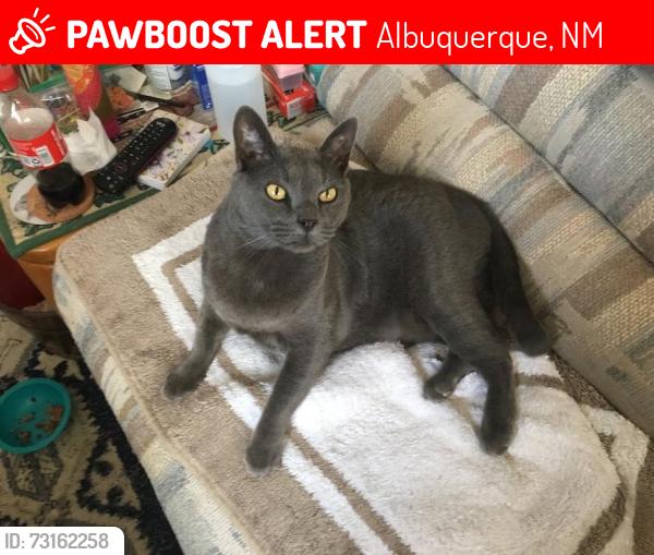 Lost Male Cat last seen San Pedro and Eastern Avenue, SE, Albuquerque, NM 87108