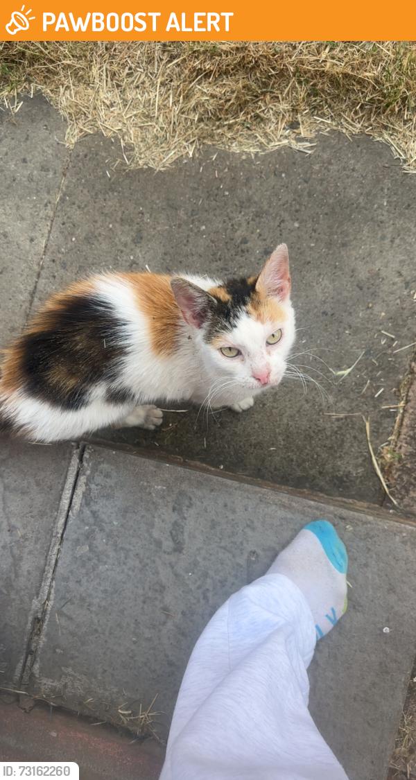 Found/Stray Unknown Cat last seen flt 1, 50 pool farm road B277HB, West Midlands, England B27 7HB