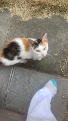 Found/Stray Unknown Cat last seen flt 1, 50 pool farm road B277HB, West Midlands, England B27 7HB