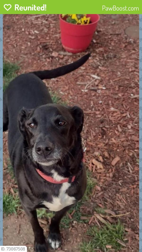 Reunited Female Dog last seen Tafthill Rd horse tooth Rd, Fort Collins, CO 80526