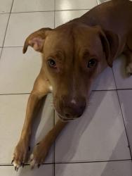 Lost Female Dog last seen Near sw72 ave, Miami, FL 33144